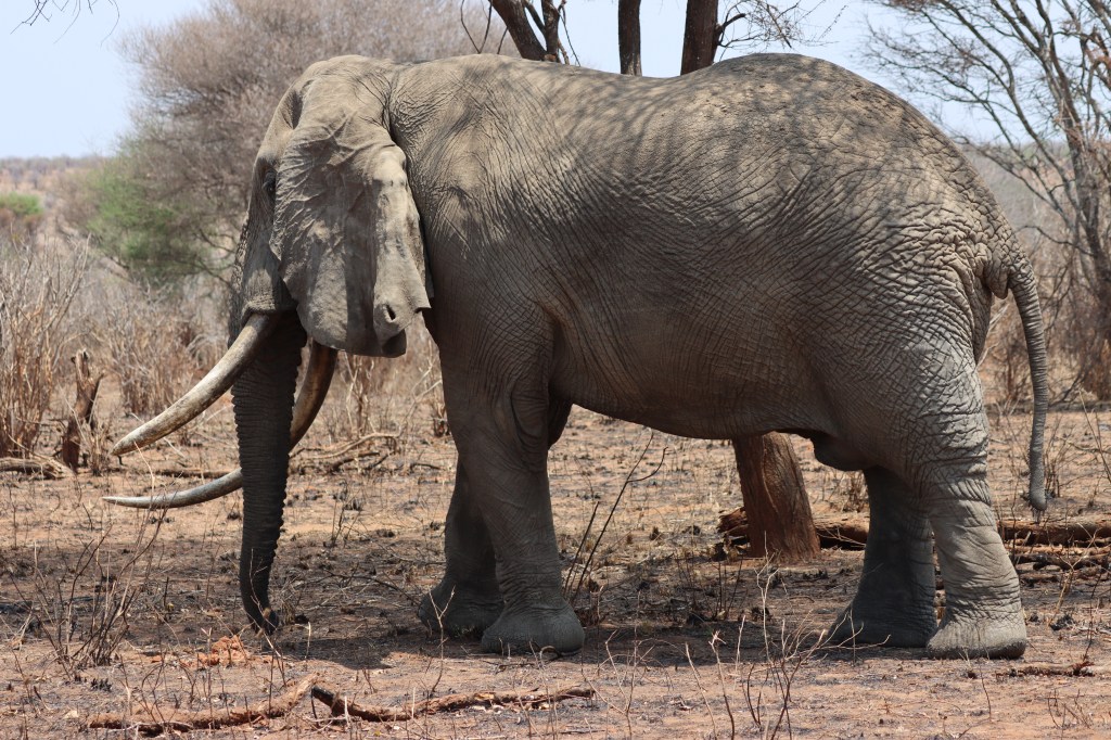 Bubba – A&nbsp;tale